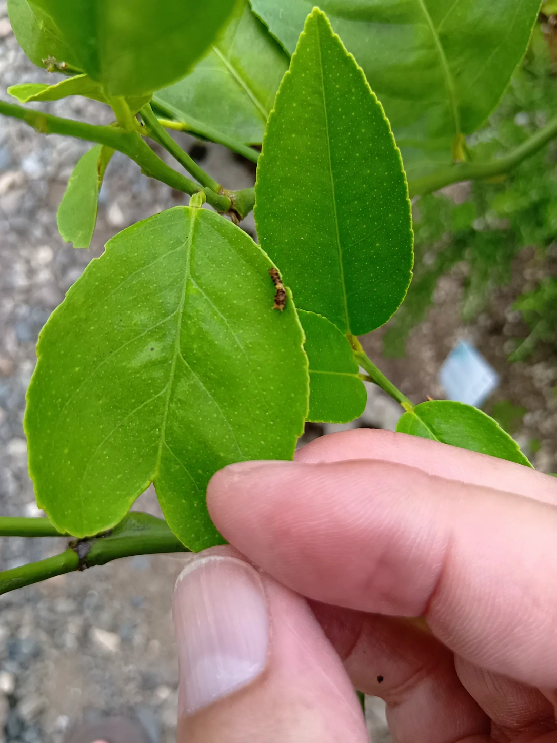 葉の上にいる小さなアゲハの幼虫